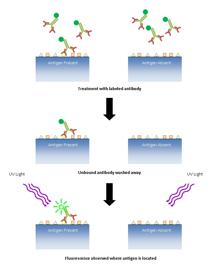 The process of direct immunofluorescence