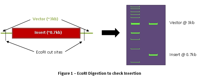 EcoRI digest of Polobox insert in pGEM-T Easy