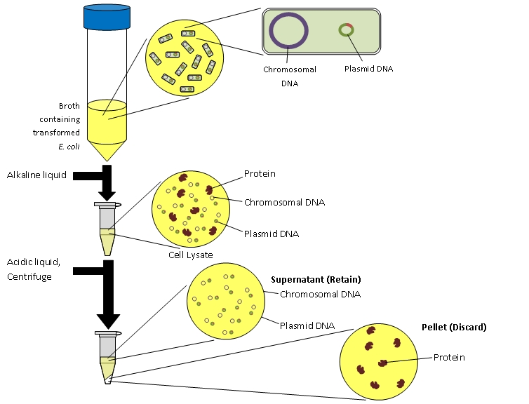 (PDF) Use of DNA Stabilizers to Extend Plasmid Biological 