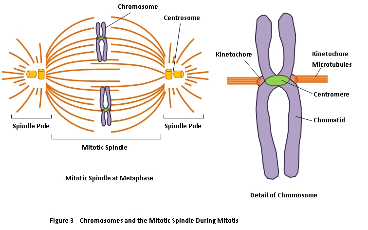Internal structure of the cell during mitosis